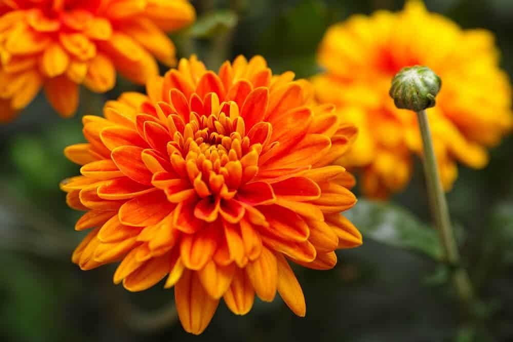 Chrysanthemum Flower Seeds Orange for Planting, NON GMO Seeds for planting in home garden