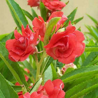 Heirloom Non-GMO Impatiens Balsamina Flower Seeds for Planting – Vibrant Garden Bloom Seeds