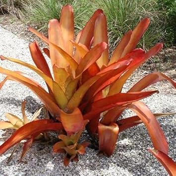 Bromeliad Tillandsia Bulbosa Orange Seeds for Planting - NON GMO Seeds for planting in home garden