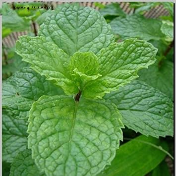 Green Mint Plant Seeds - Fragrant Herb Seeds for Gardens-Heirloom & Non-GMO Seeds for planting Scientific Name Placeholder for planting in home garden