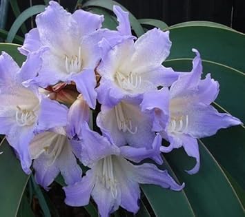 100 Pcs