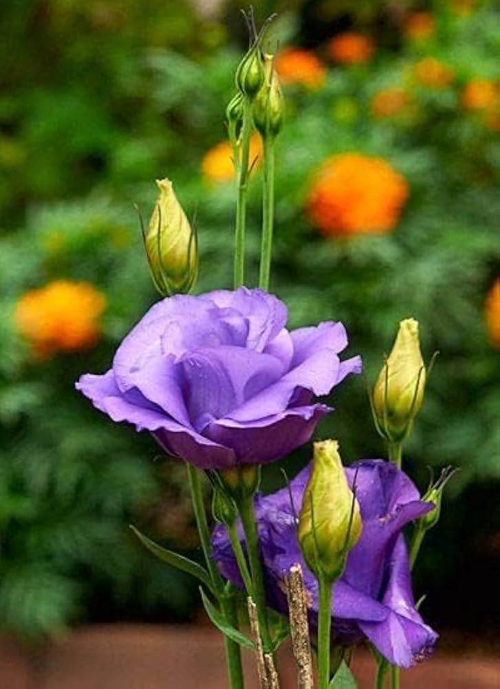 Blue Lisianthus Flower Seeds for Planting - Heirloom, NON-GMO, Easy to Grow Garden Blooms
