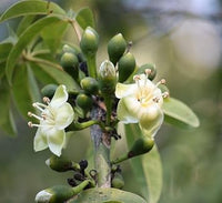 Pentandra Flower Seeds for Planting - 100 pcs seeds for planting in home garden