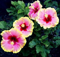 Heirloom Non-GMO Pink Yellow Hibiscus Flower Seeds – Bright Tropical Blooms for Garden Planting