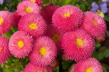 Organic Pink Bellis Perennis Flower Seeds for Planting – Heirloom, Non-GMO