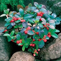 Red gaultheria Gaultheria procumbens seeds for shade garden