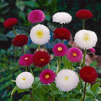English Daisy Double Mix, Seeds, Elegant Cut Flower