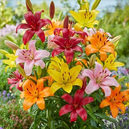Mixed perennial Lily flowers growing in an outdoor garden