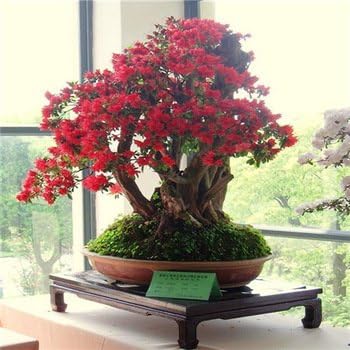 Pink Perennial Azalea Seeds for Planting â€“ Heirloom, Non-GMO Seeds