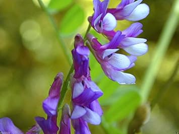 Purple Hairy Vetch Flower Seeds for Planting - 100 pcs