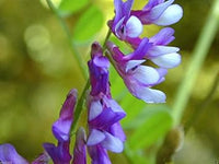 Purple Hairy Vetch Flower Seeds for Planting - 100 pcs