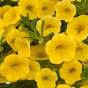 Yellow Calibrachoa Seeds for Planting â€“ Organic, Heirloom, Non-GMO Flower Seeds