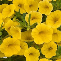 Yellow Calibrachoa Seeds for Planting â€“ Organic, Heirloom, Non-GMO Flower Seeds