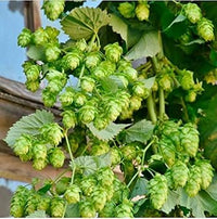 Dark Green Humulus Lupulus Plant Seeds for Planting - 100 pcs