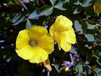 Yellow Bermuda Buttercup Flower Seeds for Planting - 100 pcs for planting in your garden.