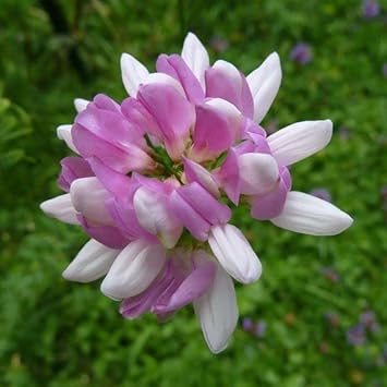 Purple Coronilla Flower Seeds for Planting - NON GMO Seeds for planting in home garden