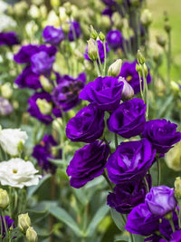 Blue Lisianthus Flower Seeds for Planting - Heirloom, NON-GMO, Easy to Grow Garden Blooms