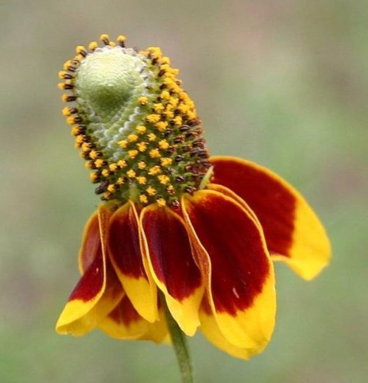 Heirloom Non-GMO Ratibida Flower Seeds for Planting – Hardy Native Wildflower Blooms