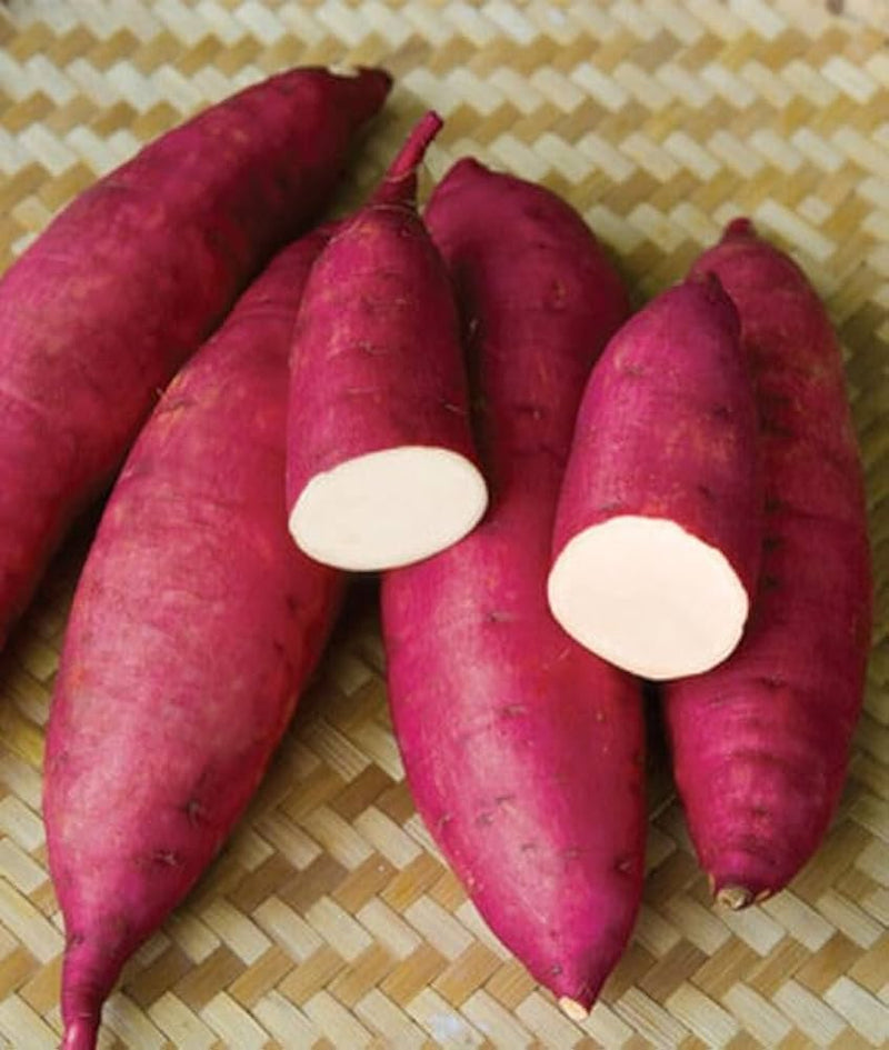Murasaki Sweet Potato Vegetable Seeds for Planting – Dark Pink Tuber Variety