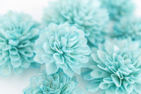 Sky Blue White Chrysanthemum Seeds – Heirloom, Non-GMO Flower Seeds for Garden Planting seeds for planting in home garden