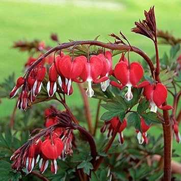 Red Bleeding Heart Plant Seeds for Planting – Heirloom, Non-GMO, Organic