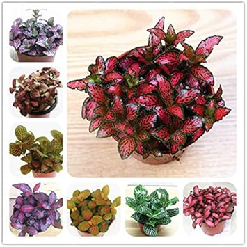 100 Pcs
