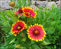 Yellow Red Aristata Flower Seeds for Planting - NON GMO Seeds