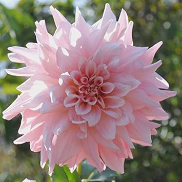 Heirloom Light Pink Dahlia Flower Seeds for Planting â€“ Non-GMO, Stunning Blooming Flower Seeds