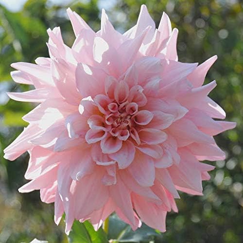 Heirloom Light Pink Dahlia Flower Seeds for Planting â€“ Non-GMO, Stunning Blooming Flower Seeds
