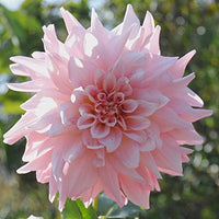 Heirloom Light Pink Dahlia Flower Seeds for Planting â€“ Non-GMO, Stunning Blooming Flower Seeds