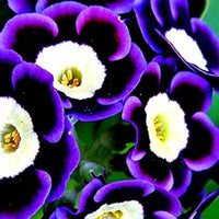 Blue Phantom Petunia Flower Seeds for Planting - Heirloom, NON-GMO, Easy-to-Grow Garden Blooms