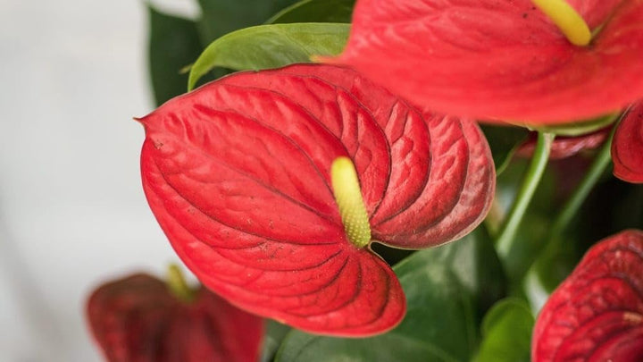Anthurium Flower Seeds for Planting, Heirloom, Non-GMO, 100 pcs