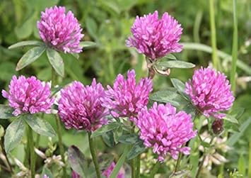 Pink Trifolium or Clover Flower Planting Seeds for Garden NON GMO Seeds