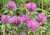 Pink Trifolium or Clover Flower Planting Seeds for Garden NON GMO Seeds