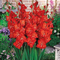 Gladiolus Flower Seeds for Planting, Red Variety, 100 pcs