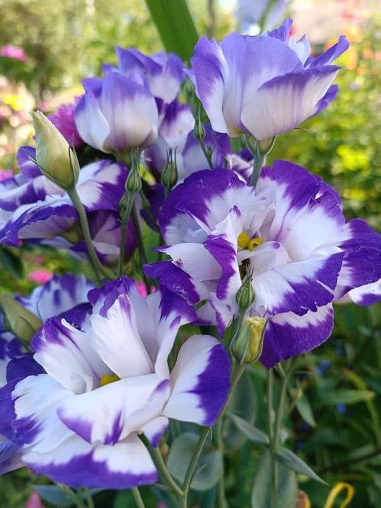 Silk Blue Lisianthus Flower Seeds for Planting - Heirloom, NON-GMO Seeds - Easy Grow Garden Blooms