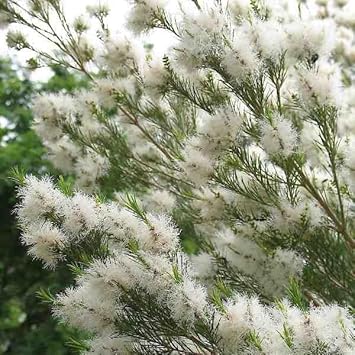 Fresh Alternifolia Flower Seeds for Planting - 100 pcs