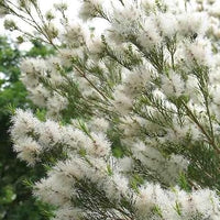 Fresh Alternifolia Flower Seeds for Planting - 100 pcs