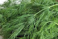 Brown Dill Grn Plant Seeds for Planting-Flavorful Herb Gardens Scientific Name Placeholder for planting in home garden