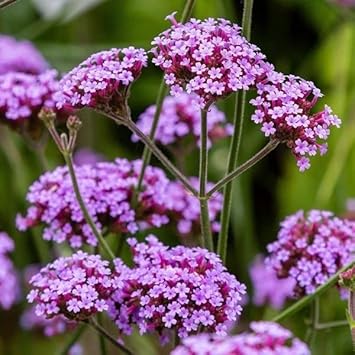 Multi-Color Verbena Flower Seeds for Planting ƒ?? Heirloom, Non-GMO, Organic