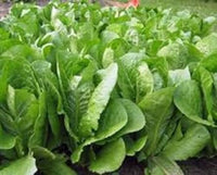 Green Collard Seeds for Planting - heirloom & Non-GMO Seeds