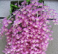 Heirloom Non-GMO Dendrobium Flower Seeds for Planting – Exotic Orchid Blooms for Indoors & Gardens
