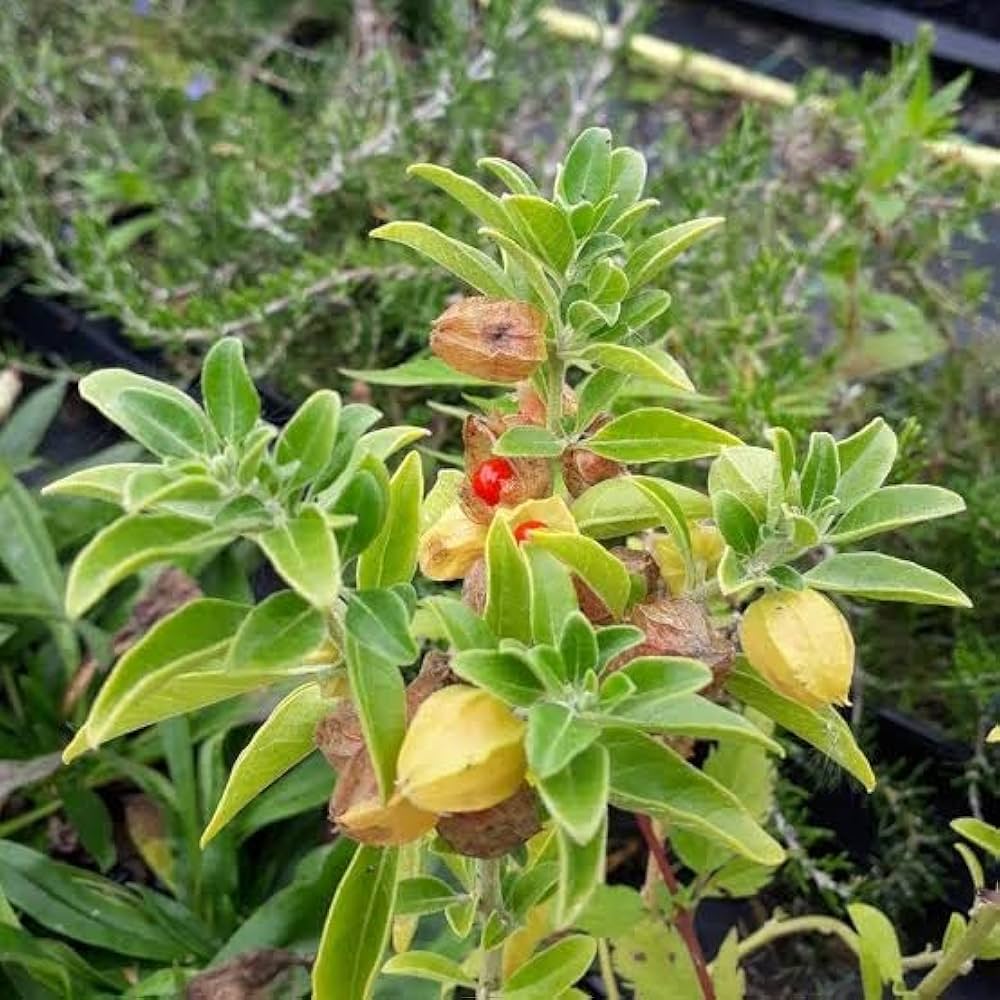 Heirloom Non-GMO Ashwagandha Flower Seeds for Planting – Medicinal Herb Seeds for Healing Gardens - Non-GMO for planting in home garden