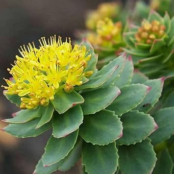 Rhodiola Rosea Flower Seeds for Planting – Non-GMO, Heirloom Medicinal Herb Seeds - Rosea for planting in home garden