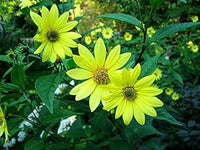 Yellow Lemon Sunflower Seeds for Planting - Grow Beautiful Flowers at your Home Garden
