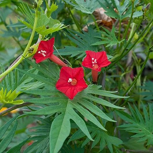 Red Cardinal Climber Seeds for Planting, NON GMO Seeds