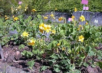 Yellow Bermuda Buttercup Flower Seeds for Planting - 100 pcs