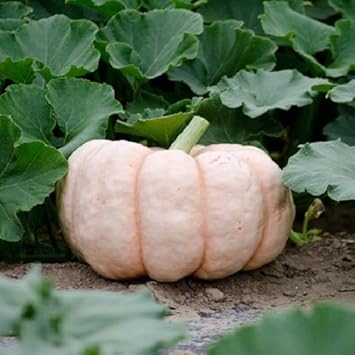 White Porcelain Seeds for Planting - heirloom & Non-GMO Seeds
