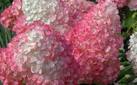 Vainilla Hortensia Flower Seeds for Planting NON GMO Seeds