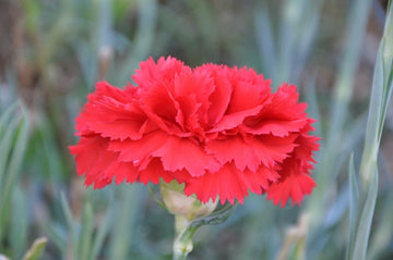 Heirloom Non-GMO Carnation Dianthus Flower Seeds for Planting – Fragrant Colorful Garden Blooms - Non-GMO for planting in home garden